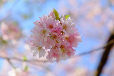 Close-up of pink cherry blossoms