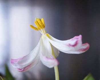 Close-up of flowering plant