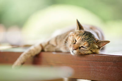 Close up of cat sleeping on wooden bench
