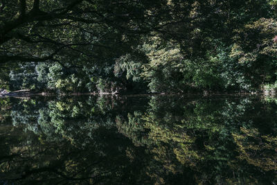 View of trees by lake in forest