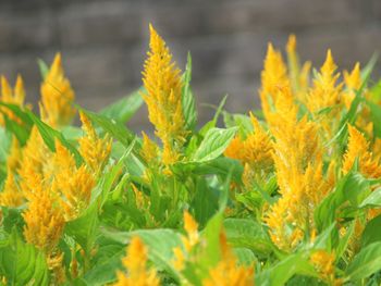 Close-up of yellow flowers