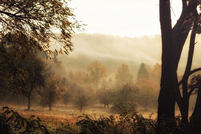 Trees in forest against sky