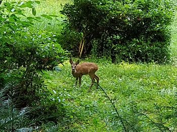 Deer in a field