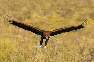 Bird flying over a field