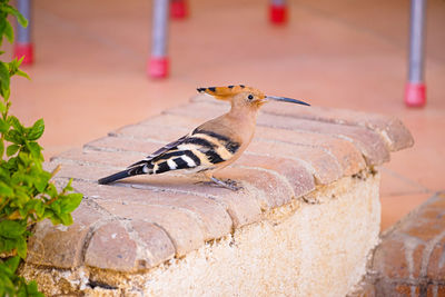 Close-up of bird perching on retaining wall