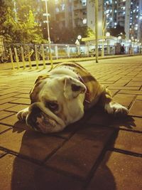 Close-up of dog lying on sidewalk at night