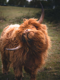 Close-up of cow