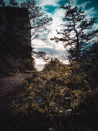 Low angle view of trees on landscape against sky