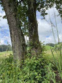 Plants growing on field against sky