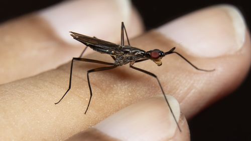 Close-up of an insect on hand