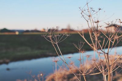 Close-up of fresh plant against sky