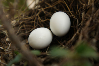 Close-up of white eggs in nest