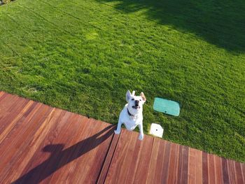 High angle portrait of dog on grass