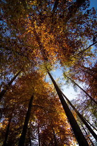 Low angle view of trees against blue sky