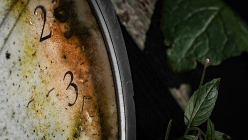 Abandoned clock by leaves