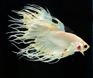 Close-up of jellyfish swimming in sea
