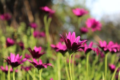 Close-up of pink flowering plants