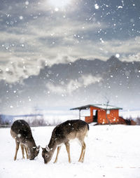 Deer on snow covered field during winter