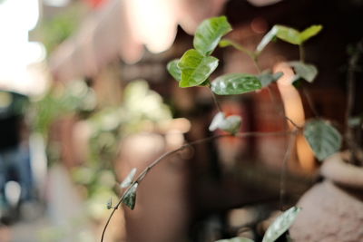 Close-up of fresh green leaves