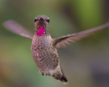 Close-up of bird flying