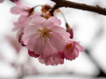 Close-up of pink cherry blossom