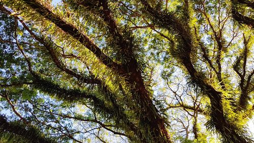 Low angle view of bamboo trees in forest