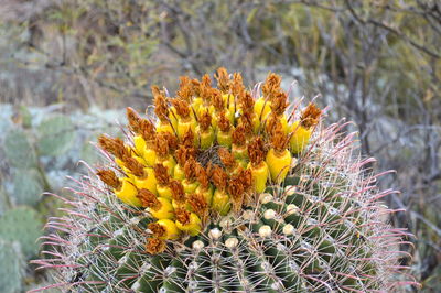 Close-up of cactus flower