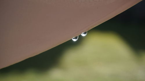 Close-up of water drop on leaf