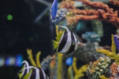 Angelfish in tank