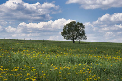 Scenic view of field against sky