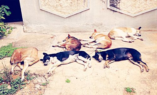 High angle view of dogs