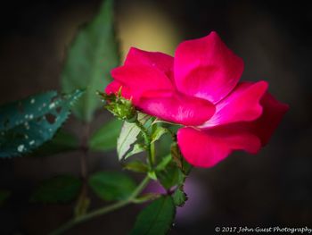 Close-up of pink hibiscus blooming outdoors