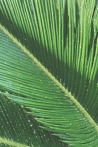 Full frame shot of raindrops on green leaves