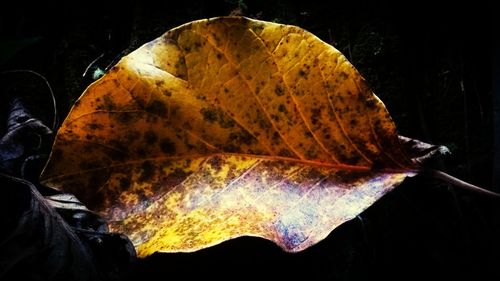 Close-up of autumn leaf