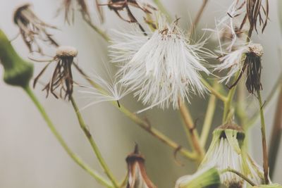 Close-up of flower buds