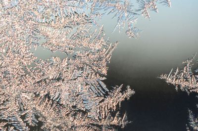 High angle view of cherry tree by lake during winter