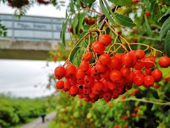 Close-up of red berries growing on tree