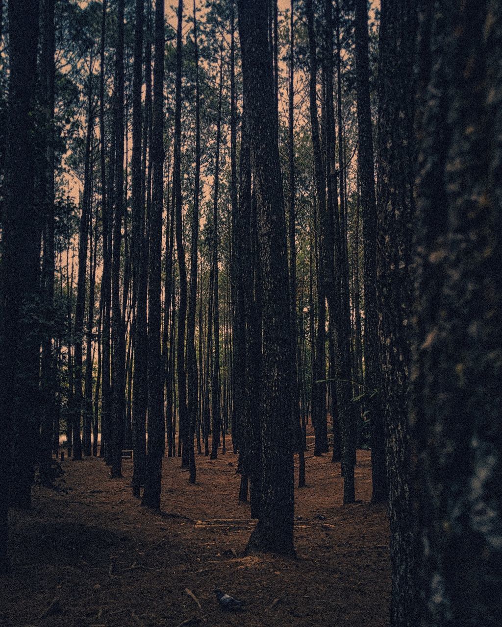 tree, forest, trunk, tree trunk, land, plant, woodland, tranquility, growth, nature, beauty in nature, no people, tranquil scene, non-urban scene, scenics - nature, abundance, outdoors, landscape, day, environment