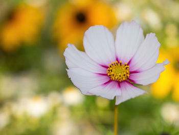 Close-up of cosmos flower