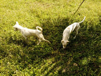 Dogs standing on grass