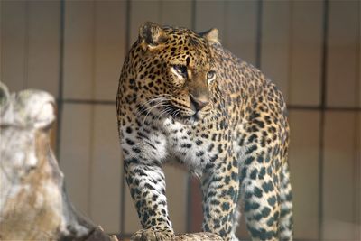 Low angle view of leopard on sunny day