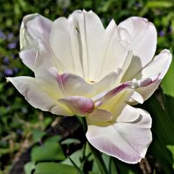 Close-up of white rose flower