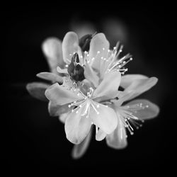 Close-up of flower against black background