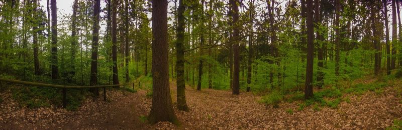 Trees in forest