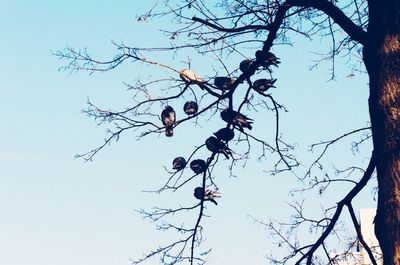 Low angle view of bare trees