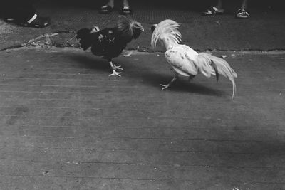 Birds perching on ground