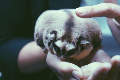 Close-up of hand holding puppy