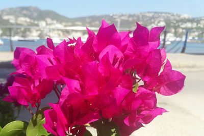 Close-up of pink flowering plant