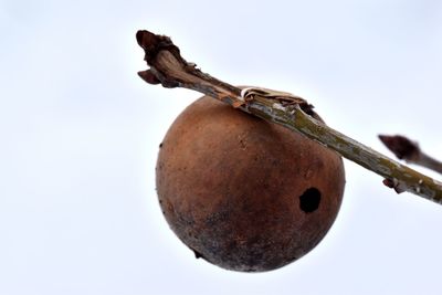 Low angle view of fruits against clear sky