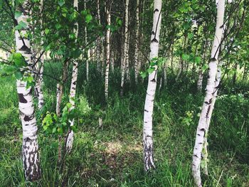 Plants growing on tree trunk